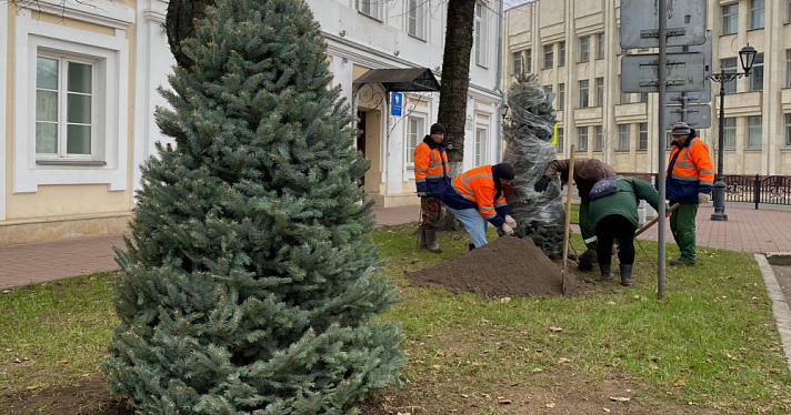 На центральных площадях Ярославля высадят голубые ели