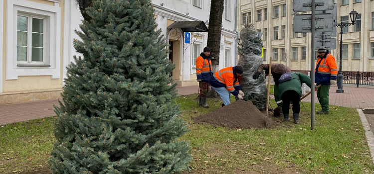 На центральных площадях Ярославля высадят голубые ели