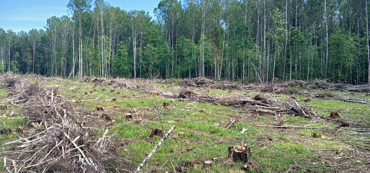 В Ярославской области неизвестные вырубили более 15 кубометров леса_277332