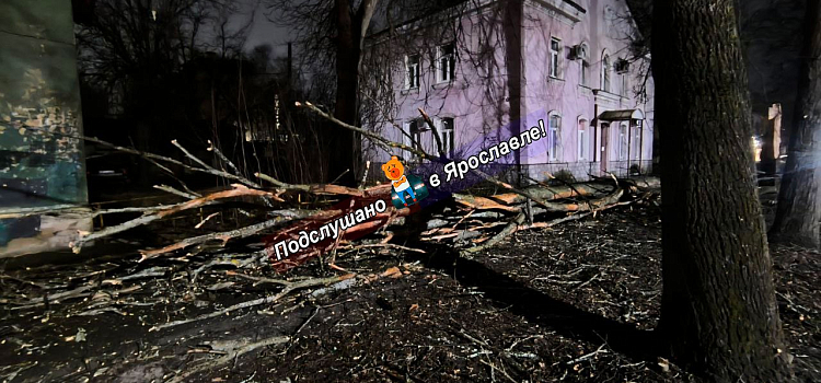 В Ярославле сильный ветер повалил дерево на машины и повредил памятник_293785
