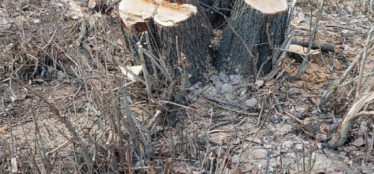 В Ярославле у бабушки, устроившей массовый выпил деревьев, полицейские отобрали пилу_313617