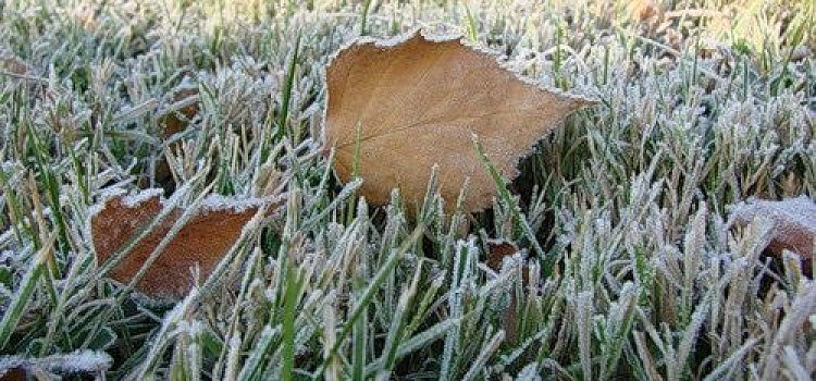 В МЧС сообщили о первых заморозках в Ярославской области