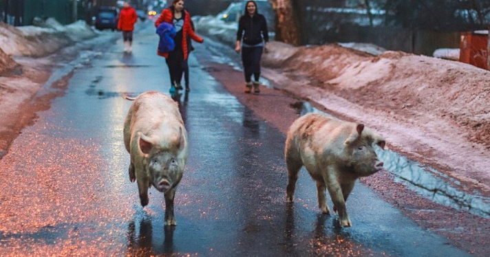 Фото дня. Две свиньи гуляли по частному сектору в Заволжском районе_156608