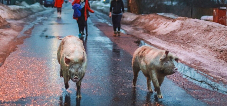 Фото дня. Две свиньи гуляли по частному сектору в Заволжском районе_156608