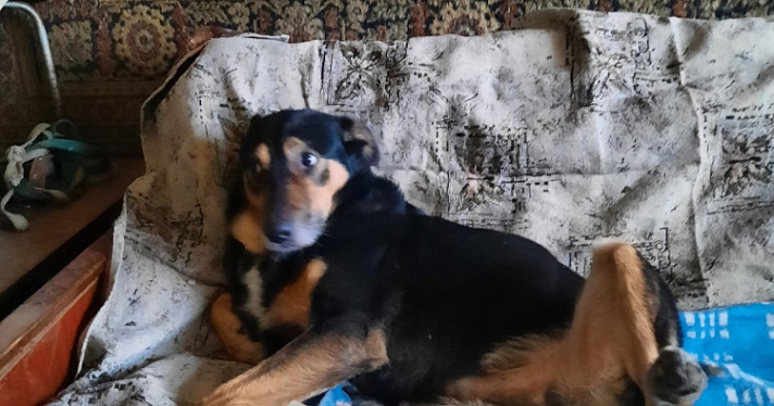 «Кроме как ад, это место не назовёшь»: в Ярославле квартиру продали вместе с собаками