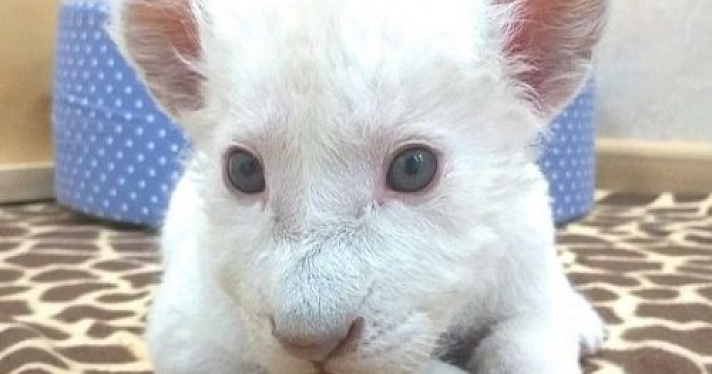 Ярославский зоопарк объявил конкурс имен для котенка белых львов. Как поучаствовать?