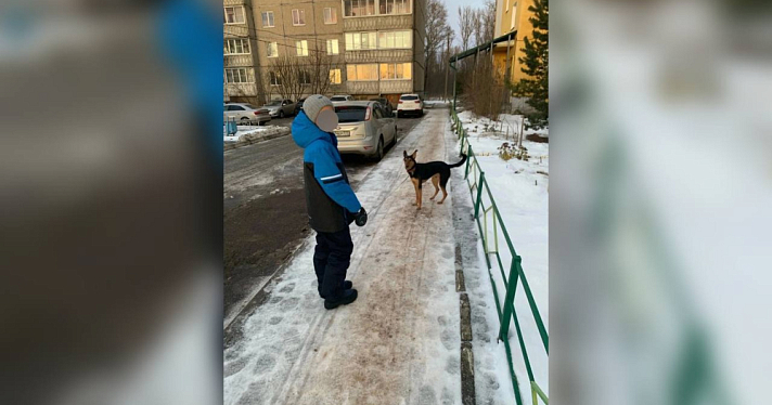 Загадал собаку на Новый год: мальчик из Рыбинска спас выброшенного хозяевами щенка