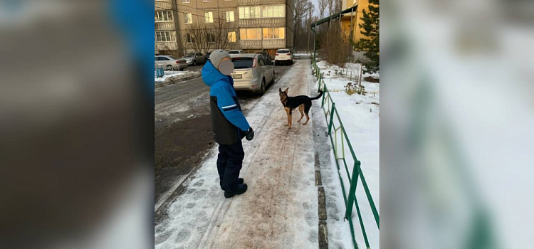 Загадал собаку на Новый год: мальчик из Рыбинска спас выброшенного хозяевами щенка