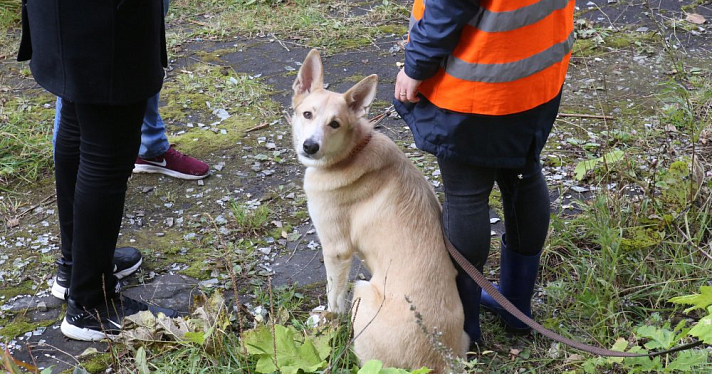 В России введут штрафы за выгул опасных собак без намордника