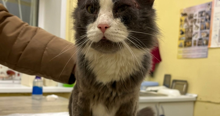 Очень побит жизнью: волонтеры нашли котика, якобы покалеченного продавцами ярославского рынка