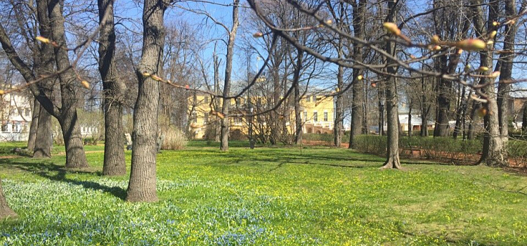 В Ярославском художественном музее посадят саженец от дуба Петра I_158142