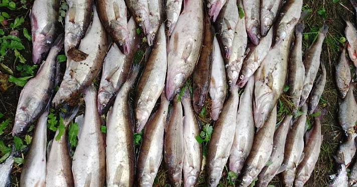 Выловили 164 экземпляра промысловой рыбы: в Ярославской области на Волге задержали браконьеров_247144