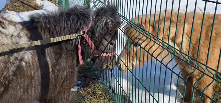 Быть настолько милыми вообще законно? Как проводят дни обитатели Ярославского зоопарка