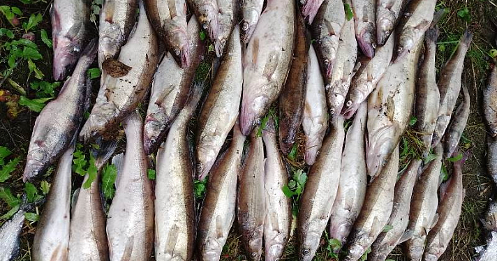 Выловили 164 экземпляра промысловой рыбы: в Ярославской области на Волге задержали браконьеров_247135