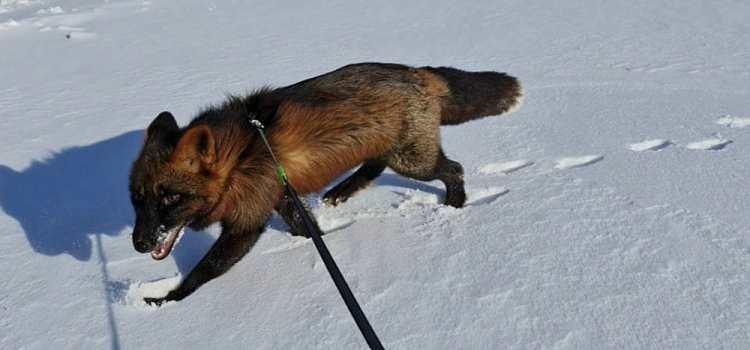 «Он встречал хозяйку у сетки вольера»: в Ярославле ищут пропавшего ручного лисёнка Фоксика