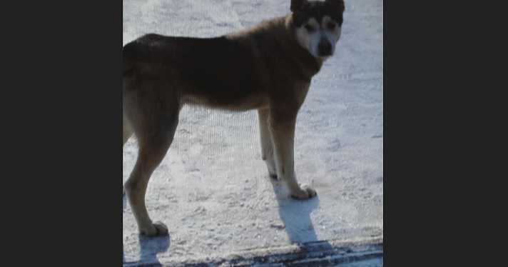 В Ярославской области на третьеклассников напала собака: ее чипируют и найдут нового хозяина_234171