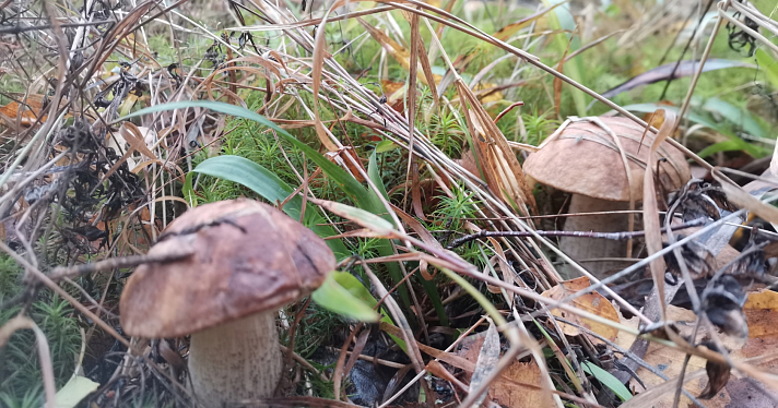 В Ярославской области нашли грибы-гиганты_221803