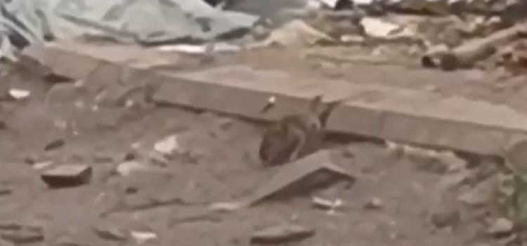 «За пять минут насчитали 17 крыс»: ярославцы пожаловались на мусор рядом со школой