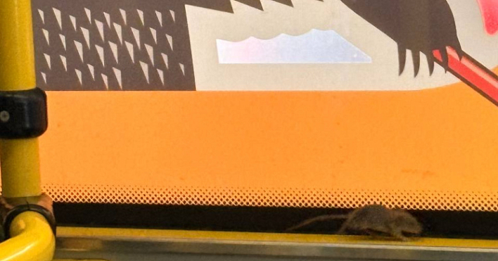 Пассажирка ярославского автобуса пожаловалась на мышь в салоне