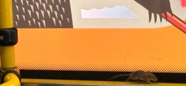 Пассажирка ярославского автобуса пожаловалась на мышь в салоне