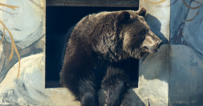 Проснулись голодными: в Ярославском зоопарке медведи вышли из зимней спячки_237139