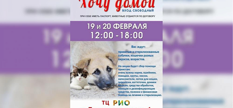 В Ярославском торговом центре пройдет акция-раздача бездомных животных