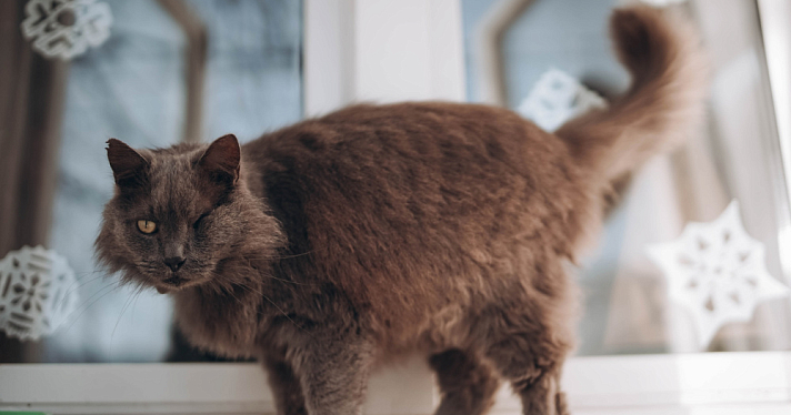 Провожал грустным взглядом: в ярославском вузе приютили котика, оставшегося без дома после смерти хозяйки