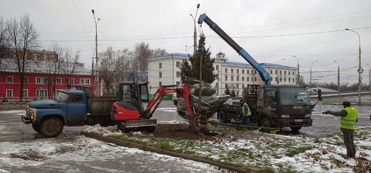 В Рыбинске к новогодним праздникам высадили живую ель: сколько стоит_169250