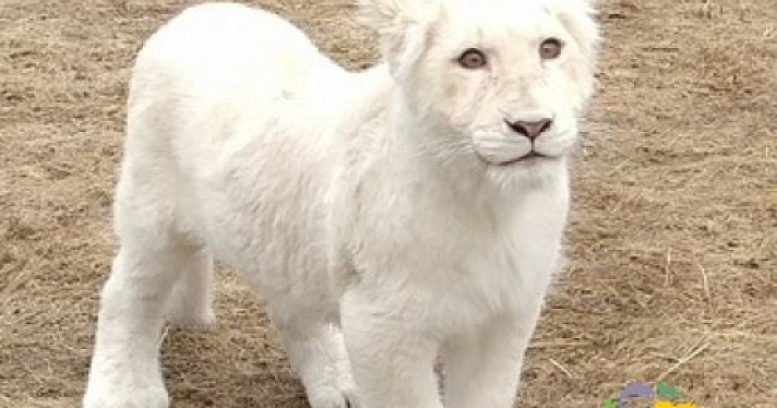 Белую львицу Лавину из Ярославского зоопарка выпустили в вольер