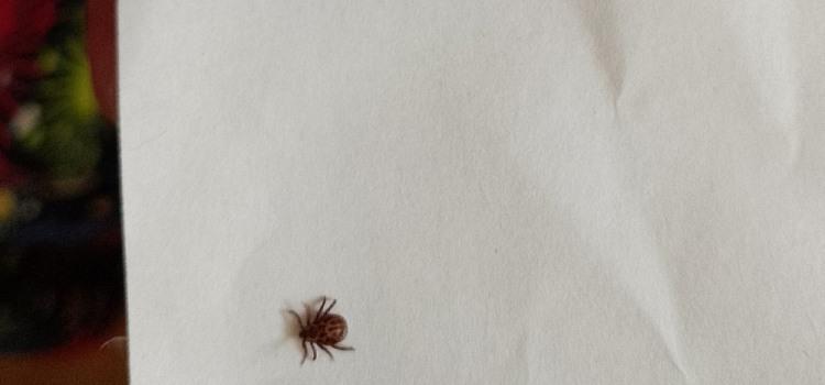 Под Ярославлем под Новый год проснулись клещи