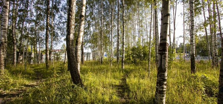 «Торопиться не будем». Мэр Рыбинска предложил отложить публичные слушания на тему строительства храма в березовой роще на время после сентябрьских выборов