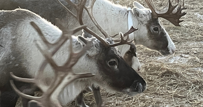 Ярославские учёные улучшили мясо северного оленя