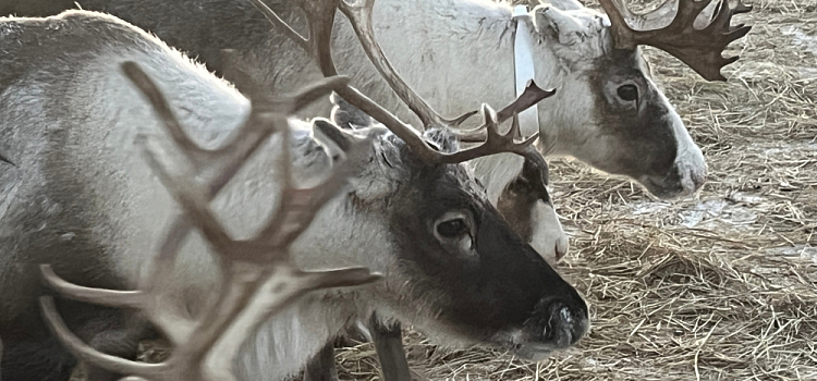 Ярославские учёные улучшили мясо северного оленя