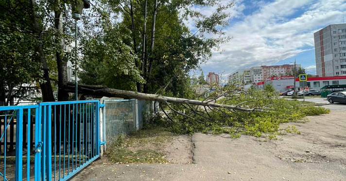 В Ярославле ветер повалил десятки деревьев_250959