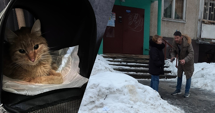Вышел с пистолетом: в Ярославле волонтеры выкупили кота у живодера за 8 000 рублей