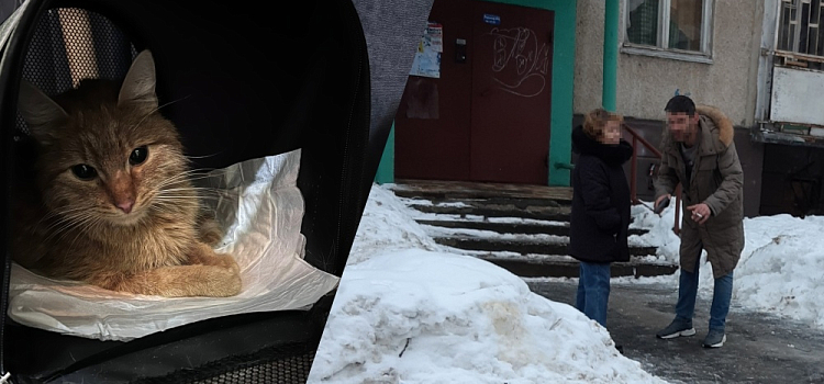 Вышел с пистолетом: в Ярославле волонтеры выкупили кота у живодера за 8 000 рублей