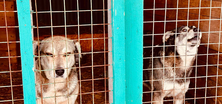 Собачий приют бывшего САХ продолжает работу при «Горзеленхозстрое»_265060
