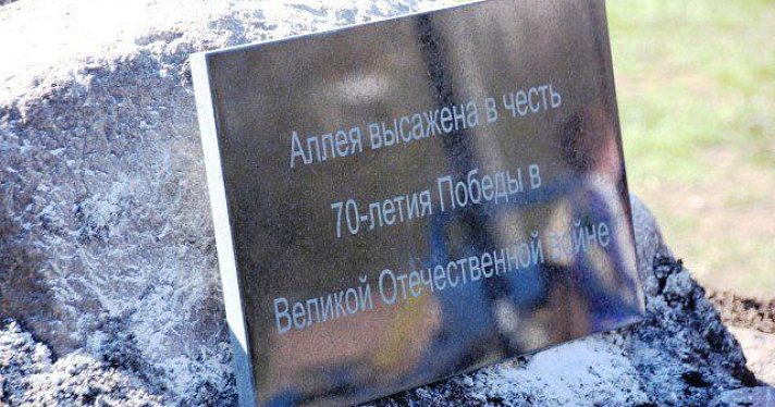 К юбилею Победы в Дзержинском районе высажены саженцы клёнов