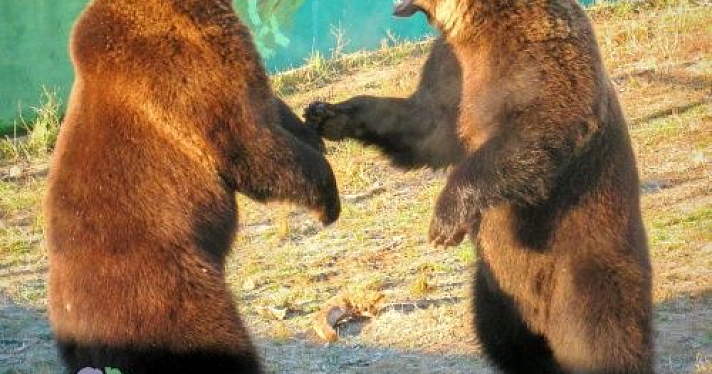 В Ярославском зоопарке вышли из спячки медведи Ума и Топтыгин