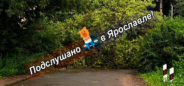 Крыши и деревья летели прямо на дорогу: в Ярославской области устраняют последствия грозы_319280
