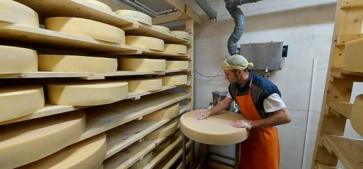 Сыр из Ярославской области признали лучшим в России в 2021 году