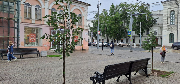 «От них одна грязь»: ярославцы раскритиковали новые липы на улице Кирова