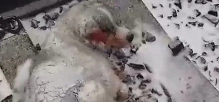 Ярославские волонтеры спасли пса, попавшего под поезд