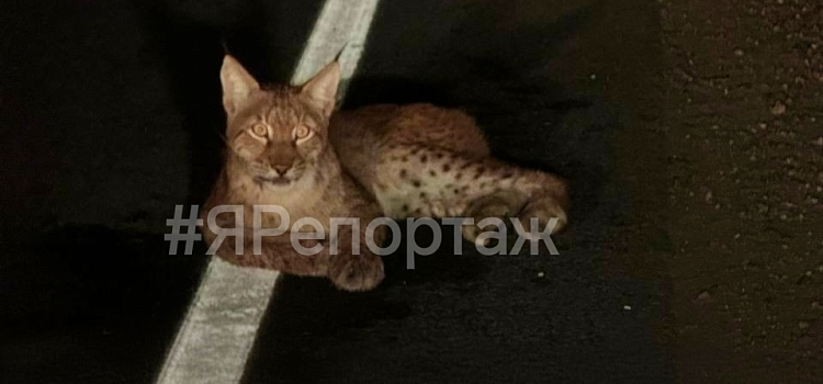 Оставил умирать: под Ярославлем сбили рысь