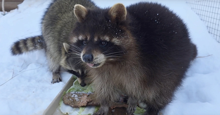 Хвостатые объедаются: в Ярославском зоопарке зверей накормили «блинами»