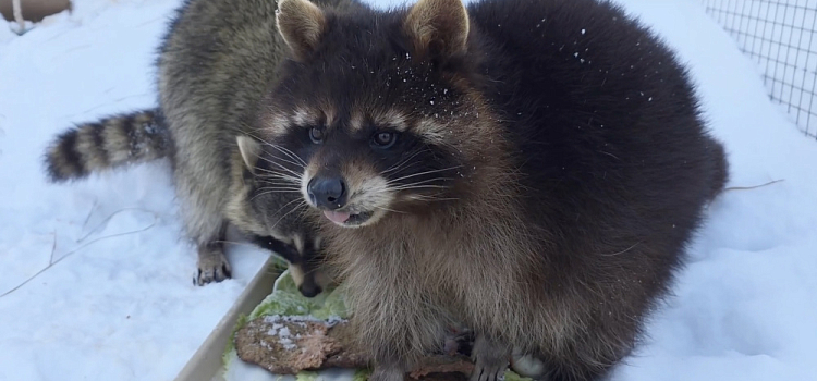 Хвостатые объедаются: в Ярославском зоопарке зверей накормили блинами