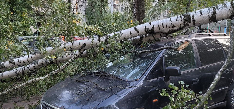 В Ярославле ветер повалил десятки деревьев_250957
