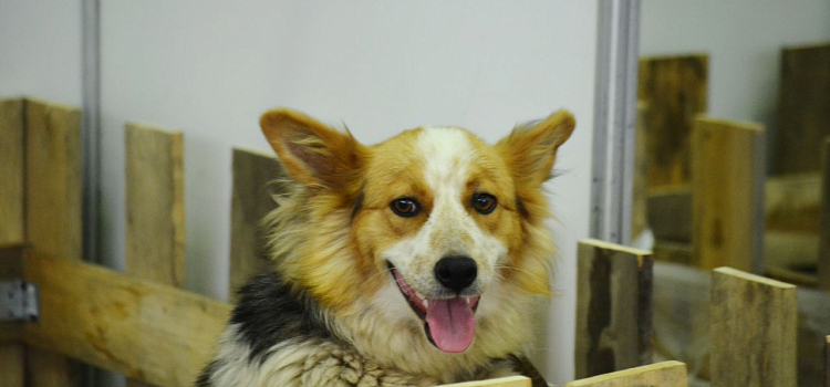 О потерявшихся любимцах можно узнать на сайте МУП «САХ»