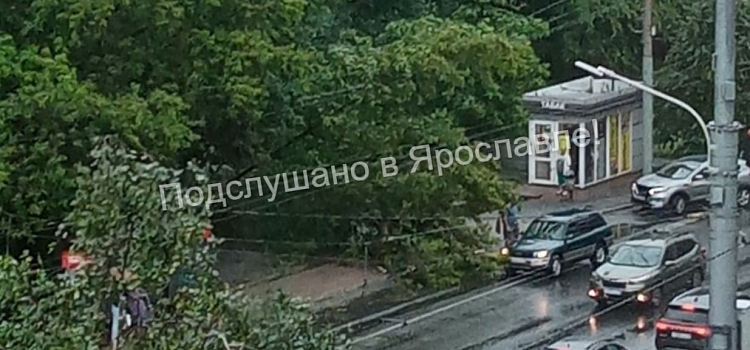 В Ярославле упавшими деревьями придавило несколько машин_275394