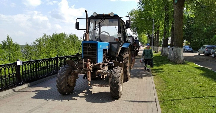 В Ярославле массово вырубают старые деревья